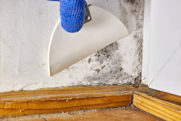 Best Mold Damage Restoration  in Cheviot, OH